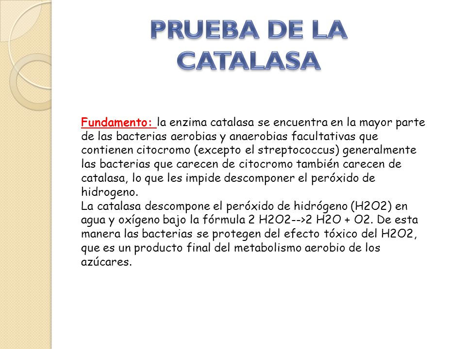 prueba de catalasa para bacterias